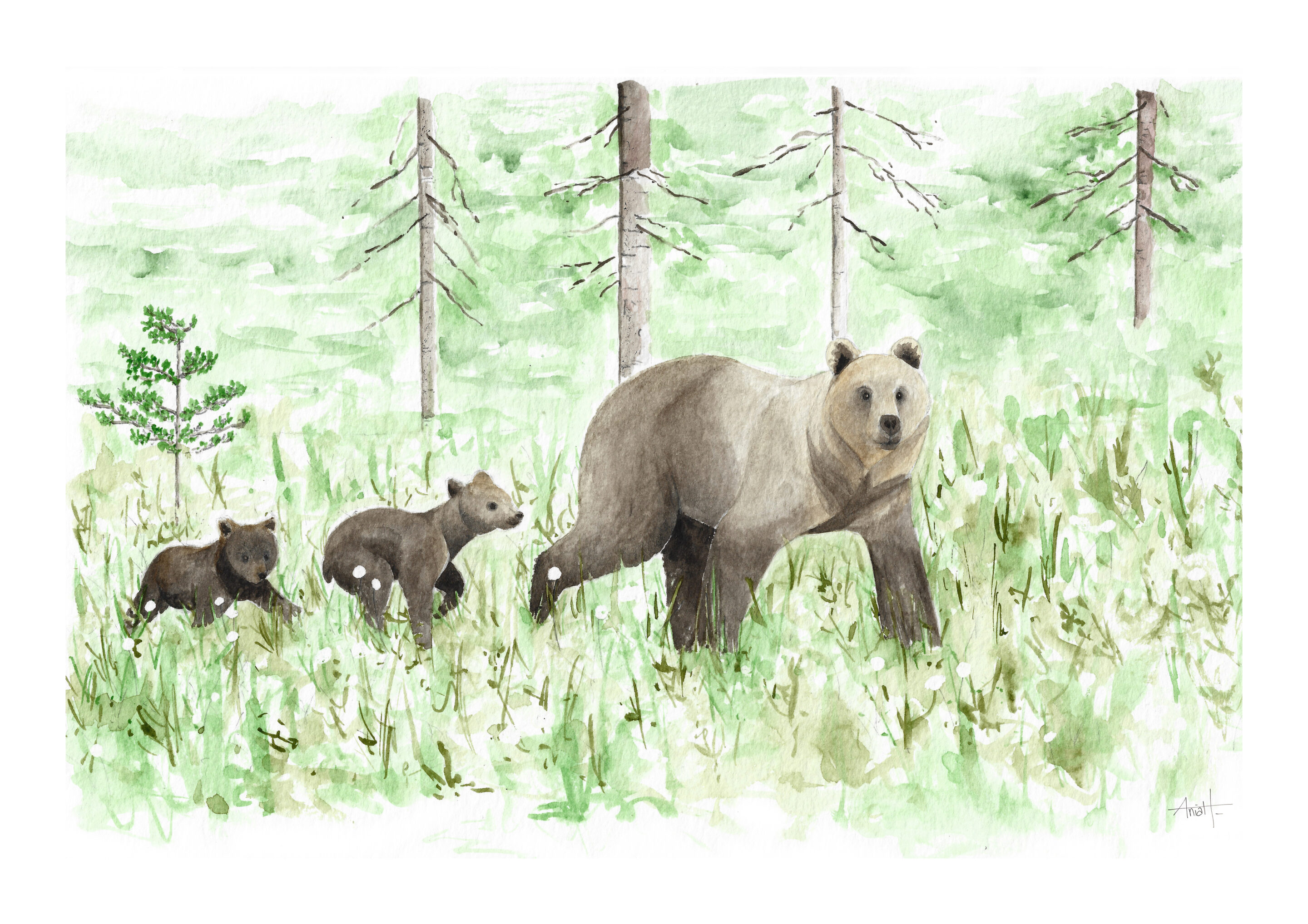 Illustrations naturalistes à l'aquarelle
