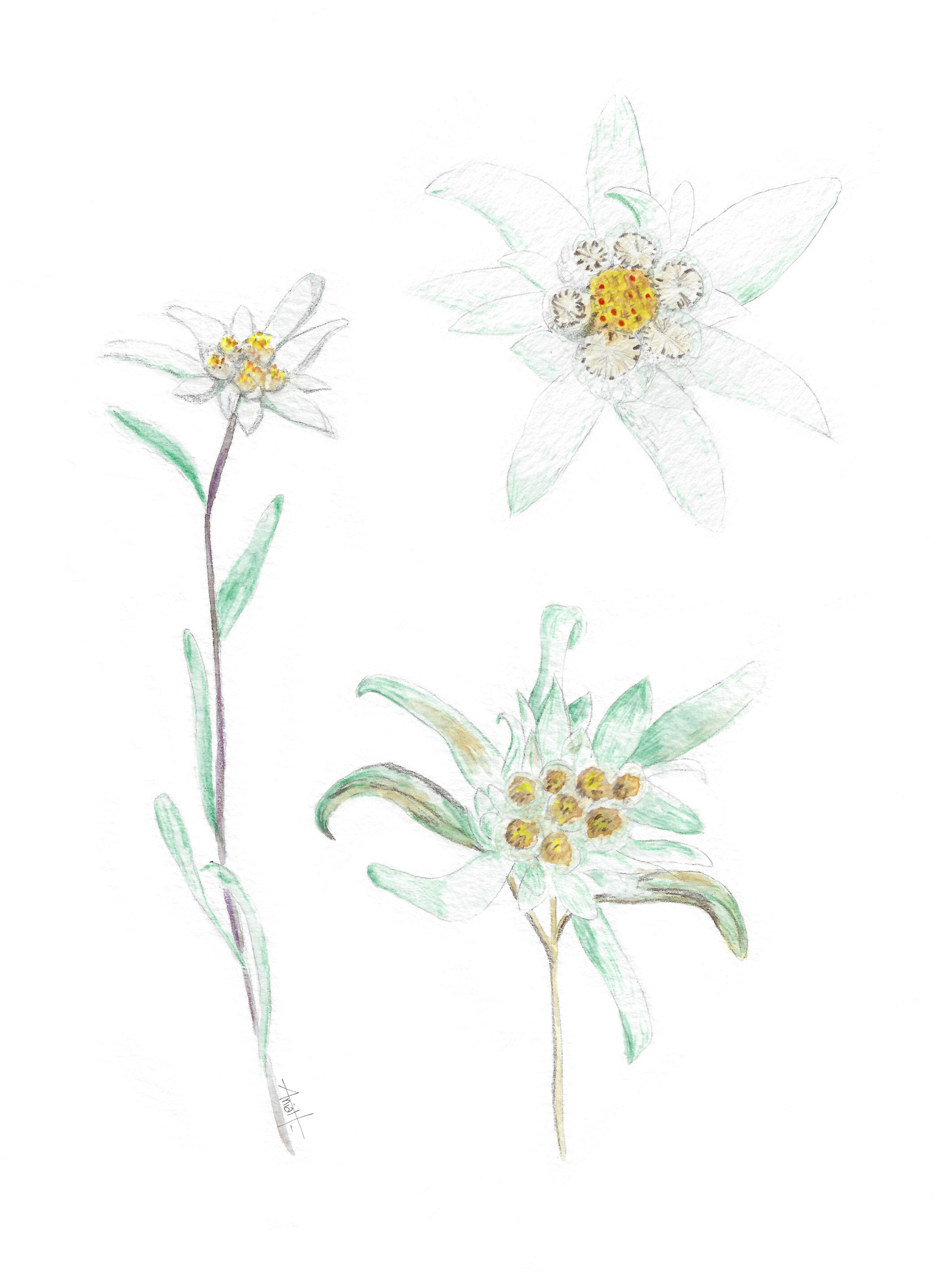 Aquarelles fleurs de montagne