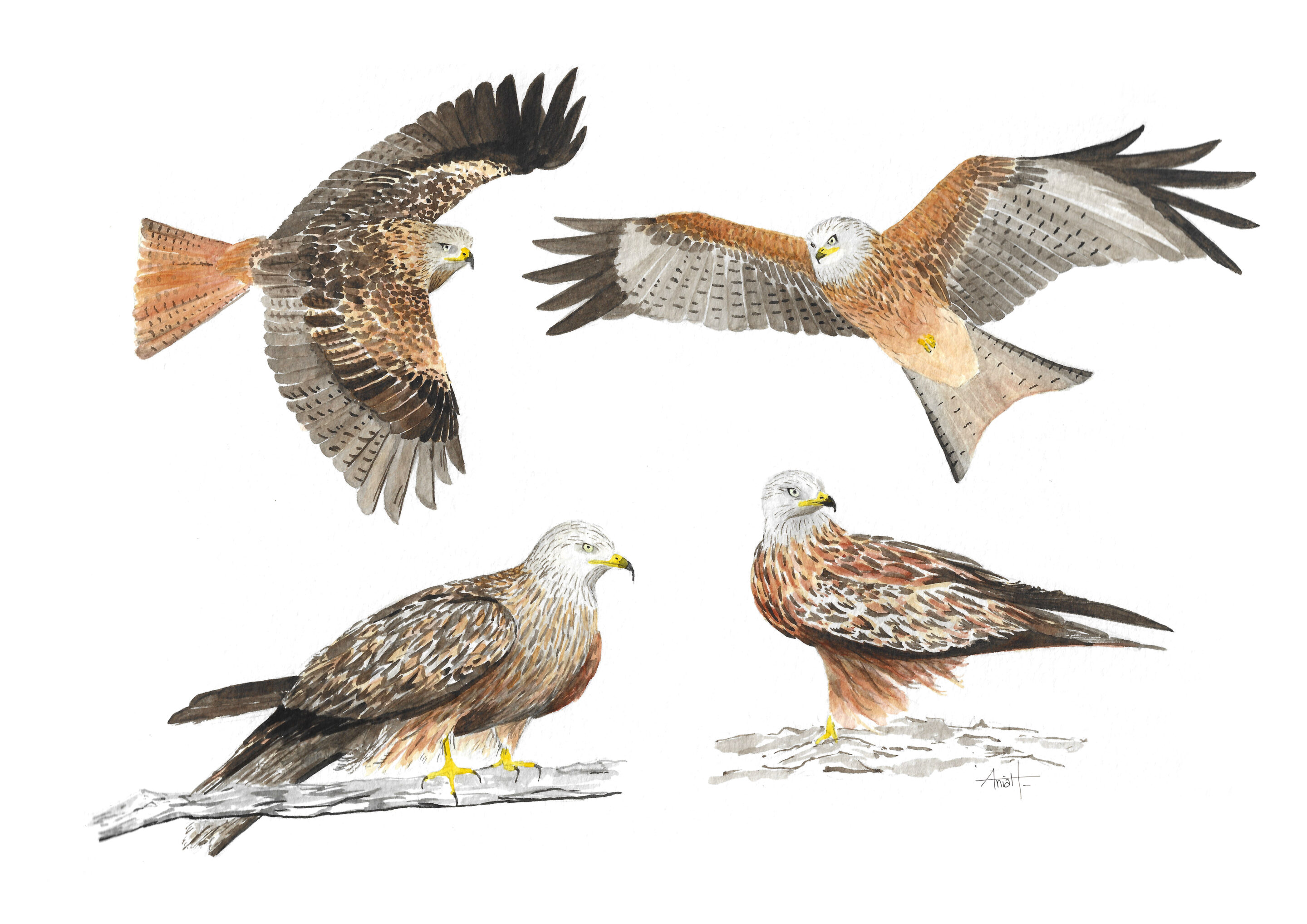 Illustratrice naturaliste, ornithologie