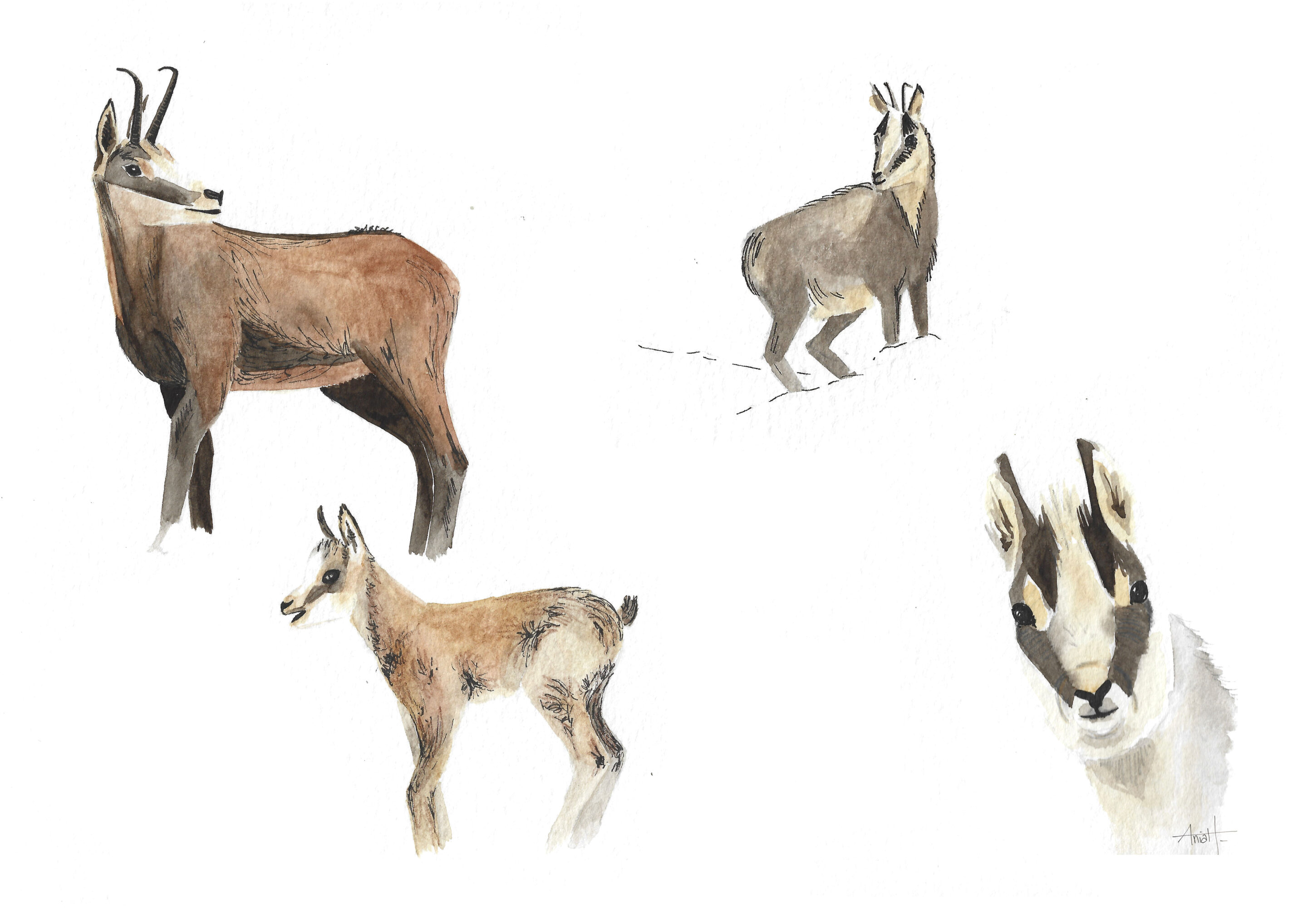 Aquarelles naturalistes Pyrénées