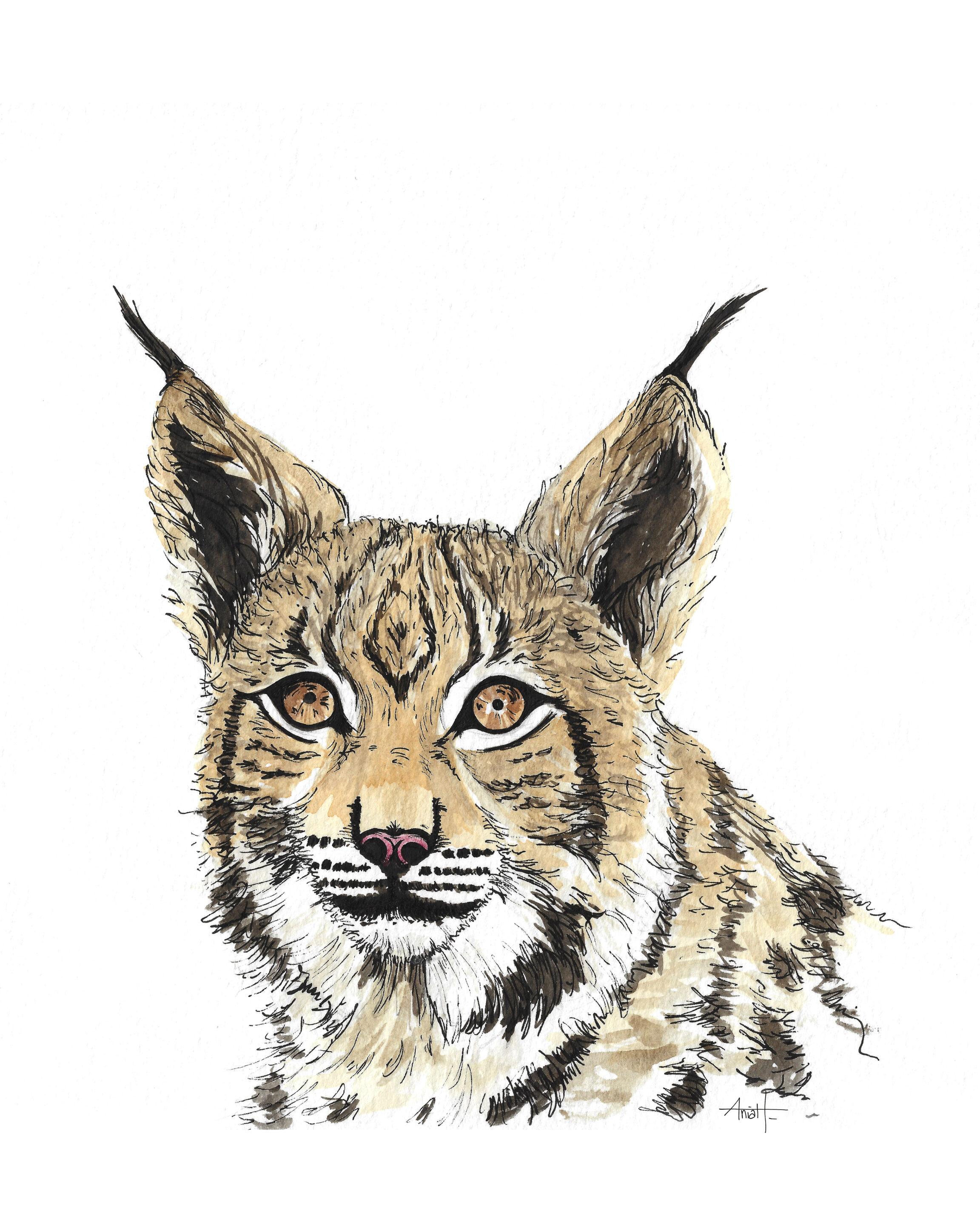 Lynx boréal à l'aquarelle